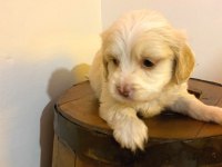 Maltipoo Yavrularımız Topaç Gibi