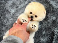Teddy bear pomeranian boo