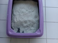 Erkek Oyuncu Kedimiz