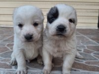 Geleceğin Devleri Safkan Erkek Ve Dişi Alabay Yavrularımız