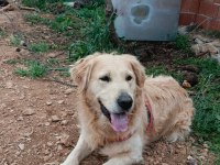 İki yaşında erkek golden retriever