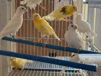 Üreticiden Halka Kanaryalar