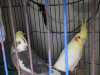 Çift Sultan Papağanımız