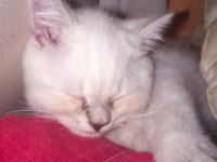 British shorthair blue point 2 aylık