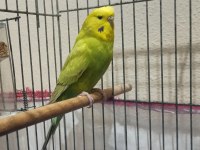 Eşe hazır kızgın dişi muhabbet kuşum uyguna