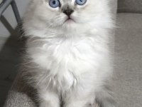 Yün yumağı pamuk chinchilla yavrularım