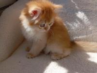 Şecereli Dişi British Longhair Yavrular