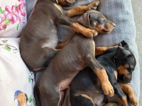 Orjinal Doberman Yavruları