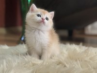 Güzeller Güzeli British Shorthair Luna