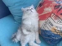 2 Aylık Teslime Hazır Yavrumuz British Longhair