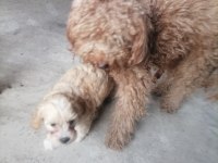 Küçük Boy Maltipoo