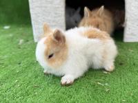 Cüce Tavşan Yavrularımnız Gönderim Yapılır