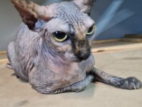 Safkan Sfenks (Yetişkin)