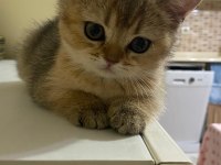 Muhteşem Kan Hattına Sahip Scottish Straight Yavrular