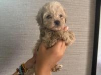 Ev Ortamında Büyüyen Maltipoo Yavrular