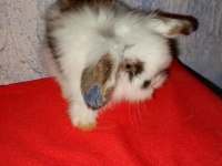 Teddy Lop Tavşan Yavrular Sütten Kesilmiştir