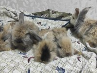 Hollanda Lop Tavşanlarımız