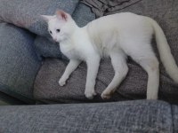 Aşıları tam 5 aylık van kedisi