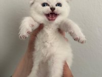 Arslan Parçası Scottish Fold