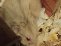 Gonzales Hamster Ücretsiz Sahiplendirme