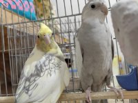 Sağlam Kan Hattı Olan Takım Sultan Papağanı