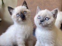 Yavru British Blue & Chocolate Point