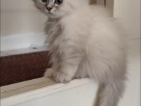 Full Şecereli British Malzemelerle Birlikte Erkek-Dişi