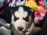 Sibirya Kurdu Yavrularım Mevcuttur