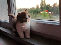 Safkan Teddy Bear British Bebeklerim