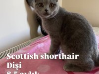 Anne ve çocuklarla scottish fold