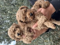 A Kalite Orjinal Koyu Toy Poodle