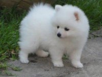 Safkan pomeranian spitz yavrular