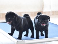 Pug Cinsi Yavrularımız