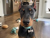 Sağlık Ve Irk Garantili Doberman Mermi