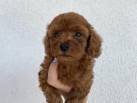 Toy poodle ev doğumlu 35 günlük bebekler