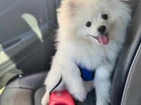 6 Aylık Eğitimli Pomeranian