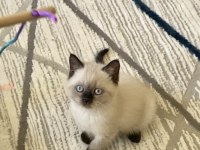 British Shorthair Erkek/Dişi Yavru