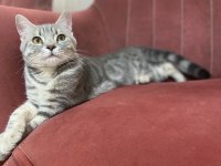Ücretsiz 6 aylık british silver tabby
