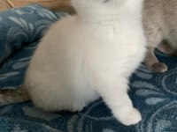 Dünya Güzeli British Shorthair Kediler