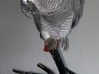 Full Evcil 2.5 Yaşında Oyun Hamuru Gibi Jakomuz