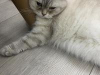 Scottish Straight Kedimiz