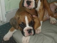 Irk Garantili Boxer Yavruları