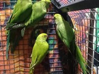 Kapalı bilezik pakistan papağanlarımız