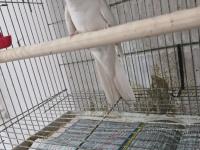 Sultan Papağanı Takım