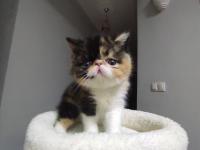 Yeni yuvasını arıyor kedimiz