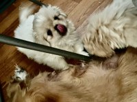 Zıpır Pekinez Kardeşler