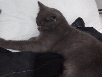 Acil Sahiplendirme Kedimiz