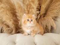 Dünya Tatlısı Saf Kan Golden British Longhair