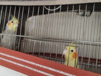 Yumurtada çift sultan papağanı