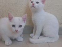 2 Aylık British Bebeklerimiz Sahiplendirilecektir